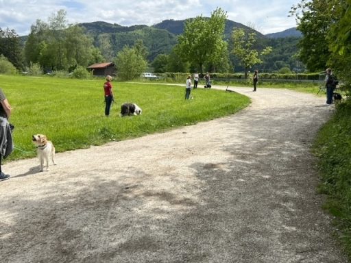 Stressfreie Hundebegegnungen