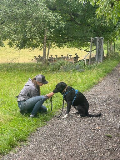 Antijadtraining Hund